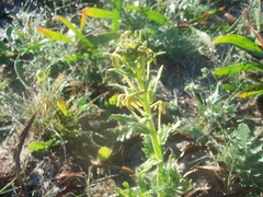 Lyperia tristis