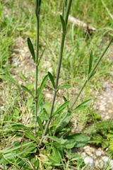 Silene multiflora