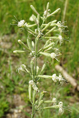Silene multiflora