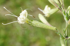 Silene multiflora