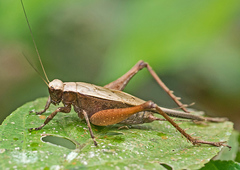 Eneoptera surinamensis