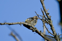 Crithagra atrogularis