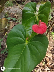 Anthurium andraeanum