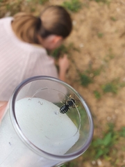 Anthidium punctatum