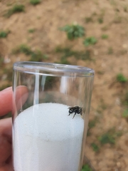 Anthidium punctatum