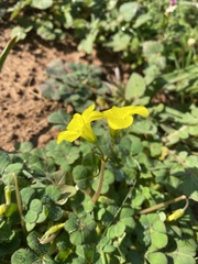 Oxalis compressa