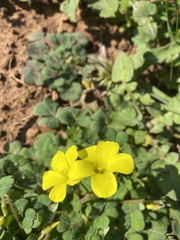 Oxalis compressa