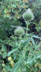 Cirsium ciliatum