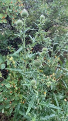 Cirsium ciliatum
