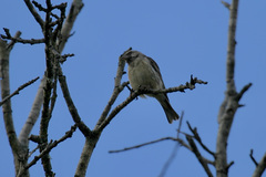 Crithagra atrogularis