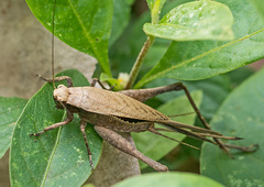Eneoptera surinamensis
