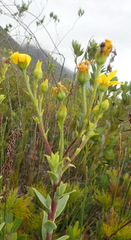 Osteospermum corymbosum