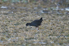 Zapornia flavirostra