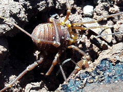 Krateromaspis dilatata