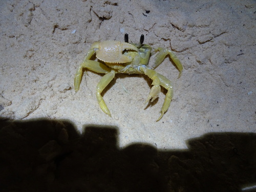 Ocypode convexa