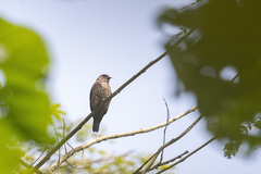 Bradornis fuliginosus