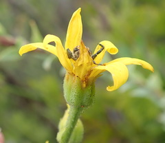 Osteospermum corymbosum