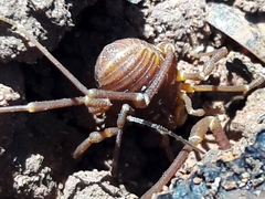 Krateromaspis dilatata