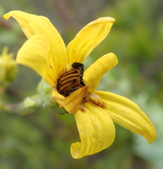 Osteospermum corymbosum