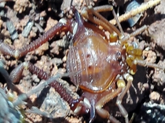 Krateromaspis dilatata