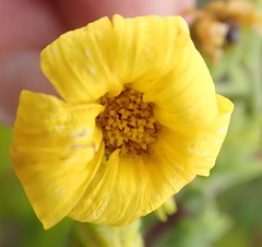 Osteospermum corymbosum