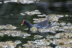 Gallinula chloropus meridionalis