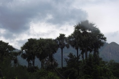 Borassus flabellifer