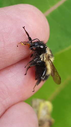 Sanderson's Bumble Bee photo 6