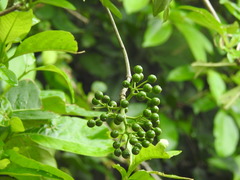 Cordia dichotoma