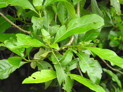Cordia dichotoma