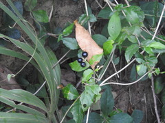 Cordia dichotoma