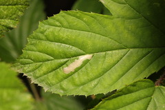 Coptotriche marginea