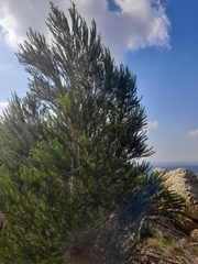 Melaleuca armillaris armillaris