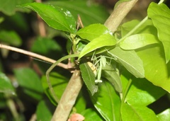 Hierodula membranacea