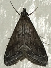 Pyrausta napaealis