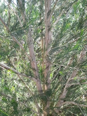 Melaleuca armillaris armillaris