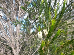Melaleuca armillaris armillaris