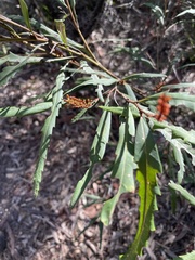 Grevillea longifolia