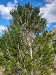 Melaleuca armillaris armillaris