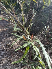 Grevillea longifolia