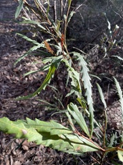 Grevillea longifolia