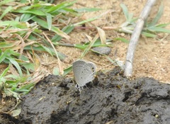 Euchrysops