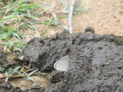 Euchrysops