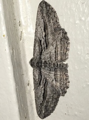 Iridopsis obliquaria