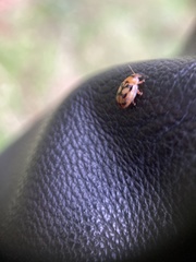 Peltoschema hamadryas