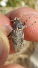 Temnorhinus mendicus