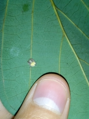 Mastophora leucacantha