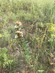 Lespedeza daurica
