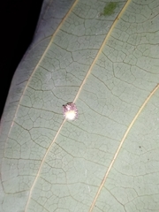 Mastophora leucacantha
