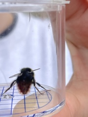 Bombus lapidarius
